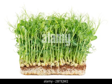 Fresh healthy pea microgreen grown at home isolated on white background with soft shadow Stock Photo
