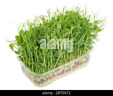 Fresh healthy pea microgreen sprouts isolated on white background Stock Photo