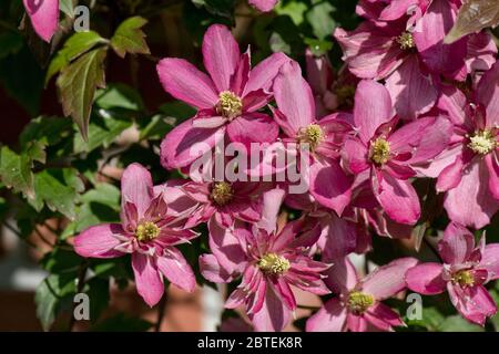 Clematis montana 'Broughton Star' dark pnk flowering ornamental garden climber in spring, Berkshire, May Stock Photo