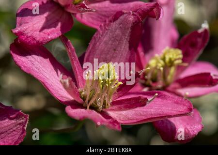 Clematis montana 'Broughton Star' dark pnk flowering ornamental garden climber in spring, Berkshire, May Stock Photo