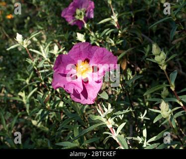 Reverley Lodge Gardens, Hertfordshire. Coronavirus Lockdown is eased as late spring's flora and fauna is in abundance. Sun drenched English day Stock Photo