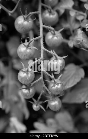 Bunch of cherry tomatoes growing on the vine in strong vertical composition at a 'Pick-your-own' farm in NJ, USA Stock Photo