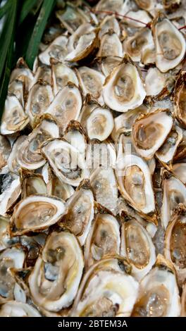 Seafood buffet at event celebration.  Featuring oysters on the half shell.  Raw bar with shucked oyster still in the shell waiting for guests. Stock Photo