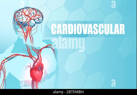 Schematic Illustration of the human circulatory vascular system, heart anatomy and brain blood supply Stock Vector