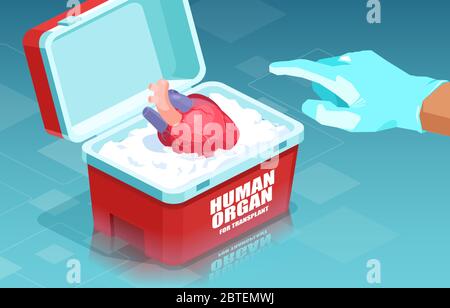 Vector of a human heart ready to be transplanted by a surgeon Stock Vector