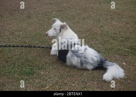 son collies notoriamente celosos