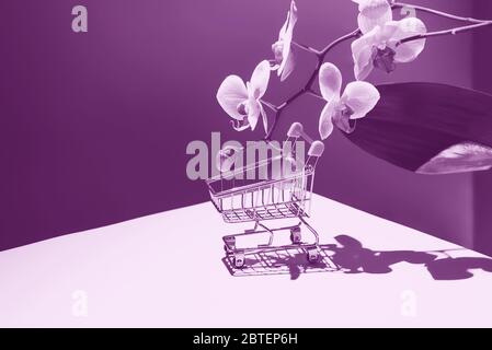 Geometric composition with pink orchid and a shopping basket on a gray background. Concept on the theme of the flower shop. Copy space Stock Photo
