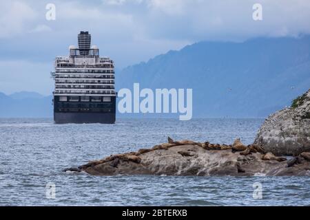 Glacier Bay National Park, Southeast Alaska, USA, a cruise ship passes steller seal ions, Eumetopias jubatus, basking on rocks of the Marble Islands. Stock Photo