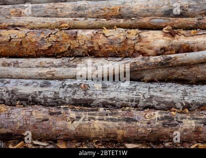 Felled trees. Trunks of pines. Logs. Woodpile. Logs at a sawmill. Stock Photo