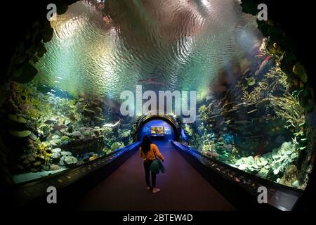 Coney Island, Brooklyn: Unidentified person looking to a small shark passing in the New York Aquarium in Coney Island, Brooklyn Stock Photo