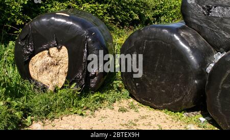 Black plastic wrapping for farm hay, textured black synthetic covering animal feed. Farmland Stock Photo