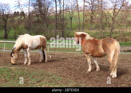 two Haflinger horses posing on meadow Stock Photo