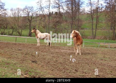 two Haflinger horses posing on meadow Stock Photo