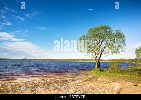 Lone tree on lakeside. Sunny daylight rural scene. Place for relax on vacation. Selyava lake in Belarus Stock Photo
