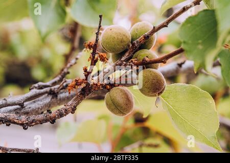 Unripe green apricot fruits growing on tree on blurry nature background. Young, green almonds on tree branch. Stock Photo