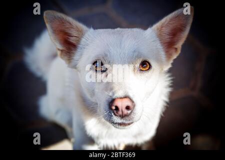 Cute white dog watching straight to the camera,Stray Dog,Animals Eye Contact,Pet Dogs Stock Photo