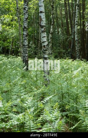 Trunk of a silver birch tree surrounded with bracken ferns in deciduous woodland, Newbury, West Berkshire, UK Stock Photo