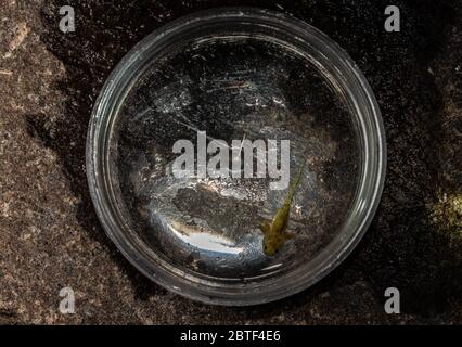 Barred Tiger Salamander / Arizona Tiger Salamander (Ambystoma m. mavortium / nebulosum) larvae from Jefferson County, Colorado, USA. Stock Photo