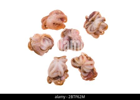 Small frozen octopus isolated on white background Stock Photo