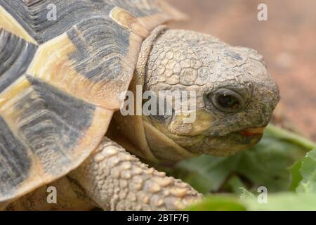 Details of head of small landturtle eating his favorite food Stock Photo
