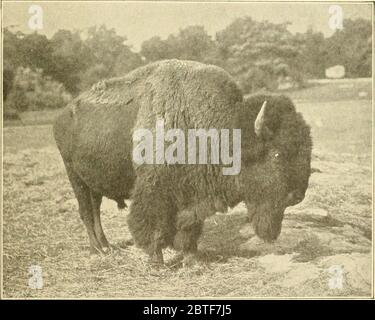 'The American natural history; a foundation of useful knowledge of the higher animals of North America' (1914) Stock Photo