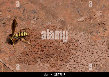 Spider Wasp, Poecilopompilus interruptus, female excavating burrow for paralyzed spider prey Stock Photo