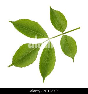 Elderberry twig isolated on white background Stock Photo