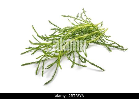 Santolina viridis ( Olive herb ) isolated on white