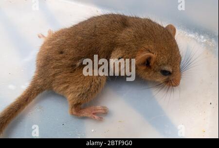A hazel dormouse in a plastic garden tub, rescued from the grasp of a domestic cat. Stock Photo