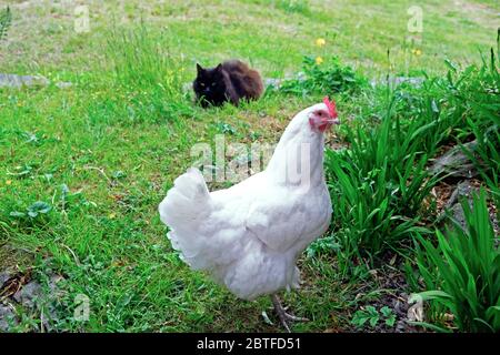 Black Norwegian Forest cat sitting in the garden watching a white Leghorn chicken hen in spring May 2020 Wales UK. KATHY DEWITT Stock Photo