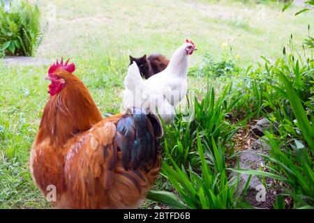 White Leghorn chicken hen, Rhode Island red cockerel and black cat sitting watching in the garden in spring May 2020 Wales UK  KATHY DEWITT Stock Photo