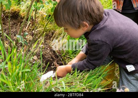 Small child boy 3 yrs putting manure fertilizer on a rose bush plant with a trowel in May spring in a country garden in Wales UK KATHY DEWITT Stock Photo