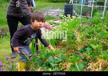 Small child boy 3 yrs picking strawberries berries in a strawberry patch in May spring growing ripening in a country garden in Wales UK KATHY DEWITT Stock Photo