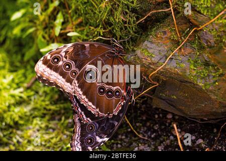 Tropical brown butterfly close-up on stone in nature Stock Photo