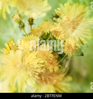 Blurred floral background, double exposure, colorful yellow dandelions. Concept of spring, holidays