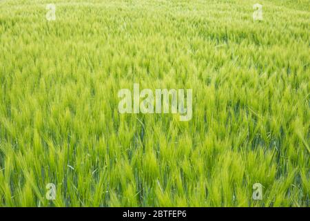 Barley field in sunset time. Barley grain is used for flour, barley bread, and animal fodder Stock Photo