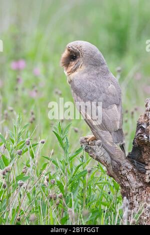 A black (melanistic) barn owl sat on a perch in the meadow area of the Barn Owl Centre of Gloucestershire during a photography day. Stock Photo