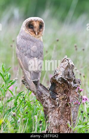 A black (melanistic) barn owl sat on a perch in the meadow area of the Barn Owl Centre of Gloucestershire during a photography day. Stock Photo