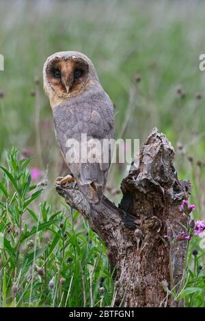 A black (melanistic) barn owl sat on a perch in the meadow area of the Barn Owl Centre of Gloucestershire during a photography day. Stock Photo