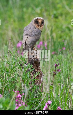 A black (melanistic) barn owl sat on a perch in the meadow area of the Barn Owl Centre of Gloucestershire during a photography day. Stock Photo