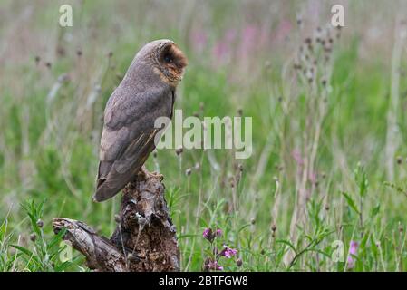 A black (melanistic) barn owl sat on a perch in the meadow area of the Barn Owl Centre of Gloucestershire during a photography day. Stock Photo