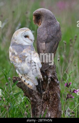 A black (melanistic) barn owl and a common barn owl on a perch in the meadow area of the Barn Owl Centre of Gloucestershire during a photography day. Stock Photo