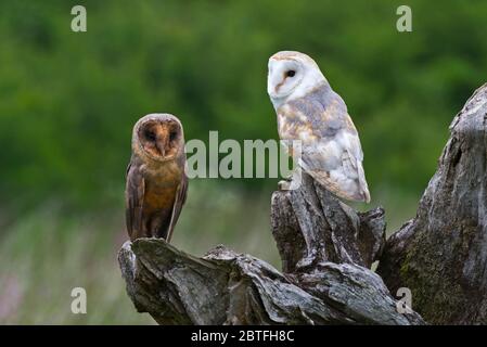 A black (melanistic) barn owl and a common barn owl on a perch in the meadow area of the Barn Owl Centre of Gloucestershire during a photography day. Stock Photo