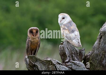 A black (melanistic) barn owl and a common barn owl on a perch in the meadow area of the Barn Owl Centre of Gloucestershire during a photography day. Stock Photo