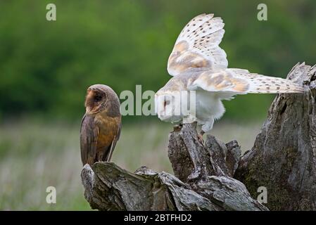 A black (melanistic) barn owl and a common barn owl on a perch in the meadow area of the Barn Owl Centre of Gloucestershire during a photography day. Stock Photo