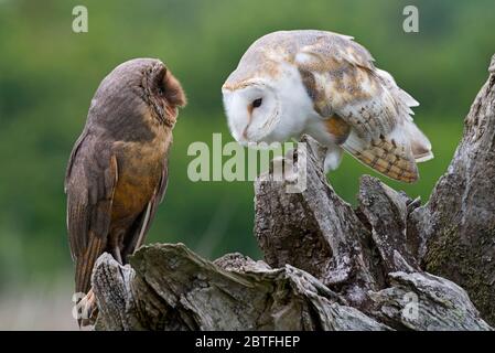 A black (melanistic) barn owl and a common barn owl on a perch in the meadow area of the Barn Owl Centre of Gloucestershire during a photography day. Stock Photo