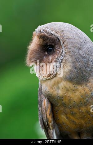 A black (melanistic) barn owl sat on a perch in the meadow area of the Barn Owl Centre of Gloucestershire during a photography day. Stock Photo