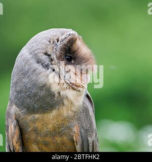 A black (melanistic) barn owl sat on a perch in the meadow area of the Barn Owl Centre of Gloucestershire during a photography day. Stock Photo