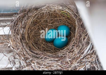 Three vibrant blue robin eggs in a grass nest in Connecticut early springtime. Stock Photo