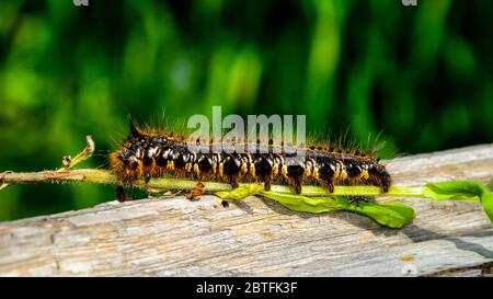 Big furry caterpillar of drinker moth (Euthrix potatoria) with orange and white spots on thin branch of plant - close up portrait in full lenght, side Stock Photo